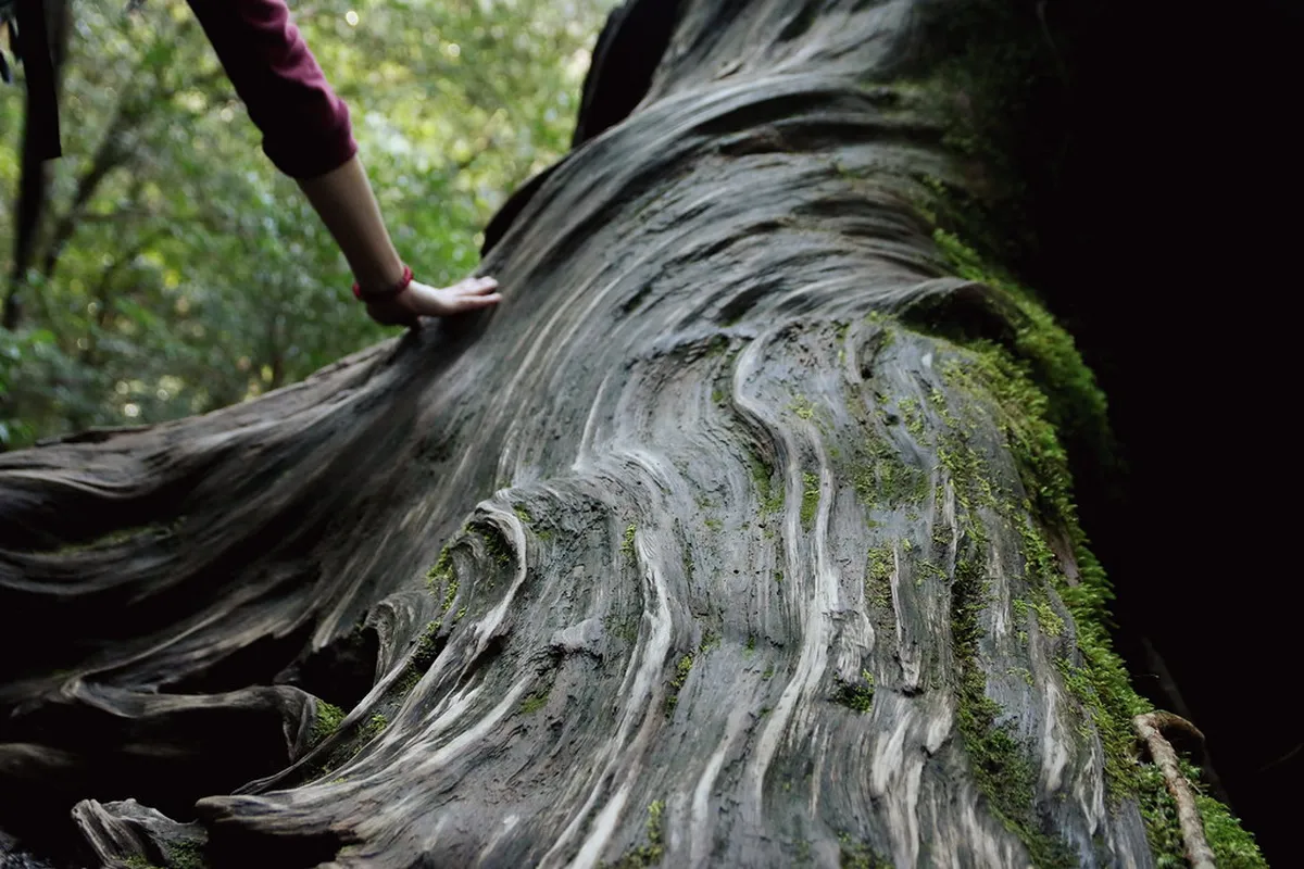 Best Kagoshima Winter Events 2026: A Complete Guide